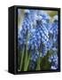 Grape Hyacinth in Bloom-Anna Miller-Framed Stretched Canvas