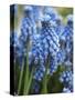Grape Hyacinth in Bloom-Anna Miller-Stretched Canvas