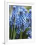 Grape Hyacinth in Bloom-Anna Miller-Framed Photographic Print