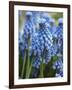 Grape Hyacinth in Bloom-Anna Miller-Framed Photographic Print