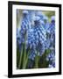 Grape Hyacinth in Bloom-Anna Miller-Framed Photographic Print