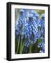 Grape Hyacinth in Bloom-Anna Miller-Framed Photographic Print