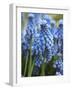 Grape Hyacinth in Bloom-Anna Miller-Framed Photographic Print