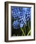 Grape hyacinth in bloom-Anna Miller-Framed Photographic Print