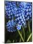 Grape hyacinth in bloom-Anna Miller-Mounted Photographic Print