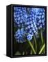 Grape hyacinth in bloom-Anna Miller-Framed Stretched Canvas