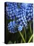Grape hyacinth in bloom-Anna Miller-Stretched Canvas