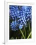 Grape hyacinth in bloom-Anna Miller-Framed Photographic Print