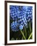 Grape hyacinth in bloom-Anna Miller-Framed Photographic Print