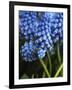 Grape hyacinth in bloom-Anna Miller-Framed Photographic Print