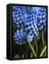 Grape hyacinth in bloom-Anna Miller-Framed Stretched Canvas