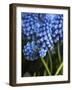 Grape hyacinth in bloom-Anna Miller-Framed Photographic Print