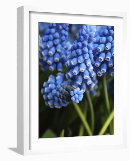Grape hyacinth in bloom-Anna Miller-Framed Photographic Print