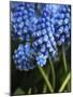 Grape hyacinth in bloom-Anna Miller-Mounted Photographic Print