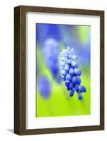 Grape-Hyacinth, Muscari Racemosum, Detail, Blooms, Plant-Herbert Kehrer-Framed Photographic Print