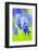 Grape-Hyacinth, Muscari Racemosum, Detail, Blooms, Plant-Herbert Kehrer-Framed Photographic Print