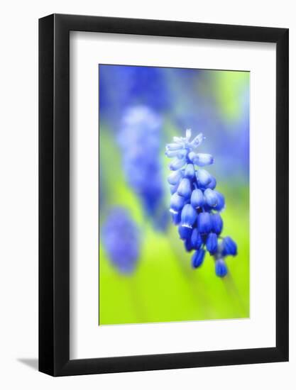 Grape-Hyacinth, Muscari Racemosum, Detail, Blooms, Plant-Herbert Kehrer-Framed Photographic Print