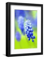 Grape-Hyacinth, Muscari Racemosum, Detail, Blooms, Plant-Herbert Kehrer-Framed Photographic Print