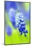 Grape-Hyacinth, Muscari Racemosum, Detail, Blooms, Plant-Herbert Kehrer-Mounted Photographic Print