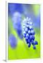 Grape-Hyacinth, Muscari Racemosum, Detail, Blooms, Plant-Herbert Kehrer-Framed Photographic Print