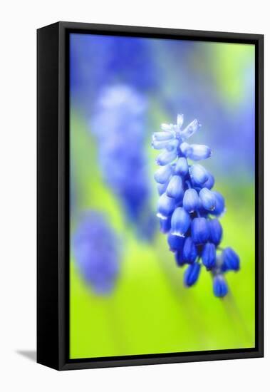 Grape-Hyacinth, Muscari Racemosum, Detail, Blooms, Plant-Herbert Kehrer-Framed Stretched Canvas