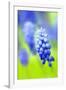 Grape-Hyacinth, Muscari Racemosum, Detail, Blooms, Plant-Herbert Kehrer-Framed Photographic Print