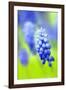 Grape-Hyacinth, Muscari Racemosum, Detail, Blooms, Plant-Herbert Kehrer-Framed Photographic Print