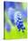 Grape-Hyacinth, Muscari Racemosum, Detail, Blooms, Plant-Herbert Kehrer-Stretched Canvas
