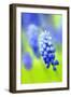 Grape-Hyacinth, Muscari Racemosum, Detail, Blooms, Plant-Herbert Kehrer-Framed Photographic Print