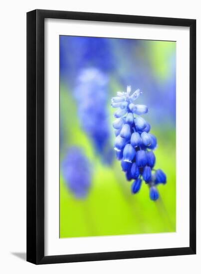 Grape-Hyacinth, Muscari Racemosum, Detail, Blooms, Plant-Herbert Kehrer-Framed Photographic Print