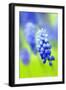 Grape-Hyacinth, Muscari Racemosum, Detail, Blooms, Plant-Herbert Kehrer-Framed Photographic Print