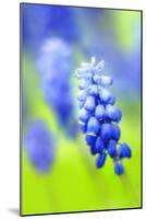 Grape-Hyacinth, Muscari Racemosum, Detail, Blooms, Plant-Herbert Kehrer-Mounted Photographic Print