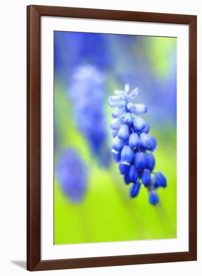 Grape-Hyacinth, Muscari Racemosum, Detail, Blooms, Plant-Herbert Kehrer-Framed Photographic Print