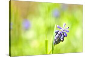 Grape Hyacinth or 'Muscari Armeniacum' with Shallow Dof in Spring Garden-laurentiu iordache-Stretched Canvas