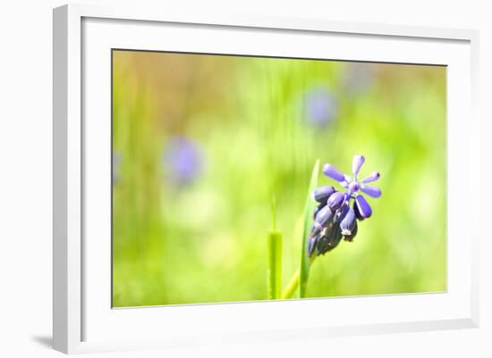 Grape Hyacinth or 'Muscari Armeniacum' with Shallow Dof in Spring Garden-laurentiu iordache-Framed Photographic Print