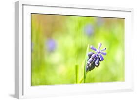 Grape Hyacinth or 'Muscari Armeniacum' with Shallow Dof in Spring Garden-laurentiu iordache-Framed Photographic Print