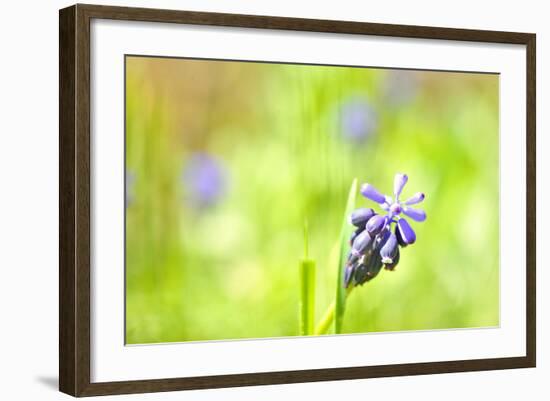 Grape Hyacinth or 'Muscari Armeniacum' with Shallow Dof in Spring Garden-laurentiu iordache-Framed Photographic Print