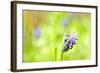 Grape Hyacinth or 'Muscari Armeniacum' with Shallow Dof in Spring Garden-laurentiu iordache-Framed Photographic Print