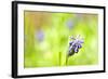 Grape Hyacinth or 'Muscari Armeniacum' with Shallow Dof in Spring Garden-laurentiu iordache-Framed Photographic Print