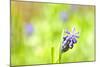 Grape Hyacinth or 'Muscari Armeniacum' with Shallow Dof in Spring Garden-laurentiu iordache-Mounted Photographic Print