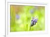 Grape Hyacinth or 'Muscari Armeniacum' with Shallow Dof in Spring Garden-laurentiu iordache-Framed Photographic Print