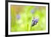 Grape Hyacinth or 'Muscari Armeniacum' with Shallow Dof in Spring Garden-laurentiu iordache-Framed Photographic Print