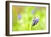 Grape Hyacinth or 'Muscari Armeniacum' with Shallow Dof in Spring Garden-laurentiu iordache-Framed Photographic Print