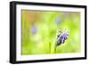 Grape Hyacinth or 'Muscari Armeniacum' with Shallow Dof in Spring Garden-laurentiu iordache-Framed Photographic Print