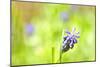 Grape Hyacinth or 'Muscari Armeniacum' with Shallow Dof in Spring Garden-laurentiu iordache-Mounted Photographic Print