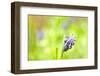 Grape Hyacinth or 'Muscari Armeniacum' with Shallow Dof in Spring Garden-laurentiu iordache-Framed Photographic Print