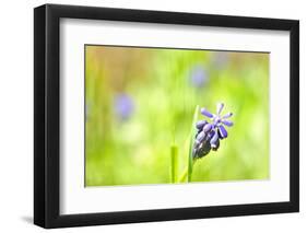 Grape Hyacinth or 'Muscari Armeniacum' with Shallow Dof in Spring Garden-laurentiu iordache-Framed Photographic Print