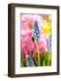 Grape Hyacinth with Bee-Sweet Ink-Framed Photographic Print