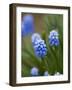 Grape Hyacinth-Clive Nichols-Framed Photographic Print