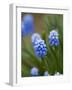 Grape Hyacinth-Clive Nichols-Framed Photographic Print